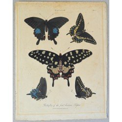 John Wilkes "Papilio"...