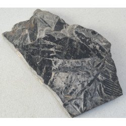 Fossil plants, Jurassic 2