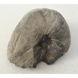 Nautilus semistratus fosila din Jurasic
