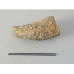 Hippurites sp. fosila din Cretacic (Turonian)