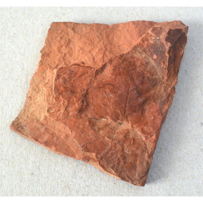 Fagus, fossil plant from the Pliocene