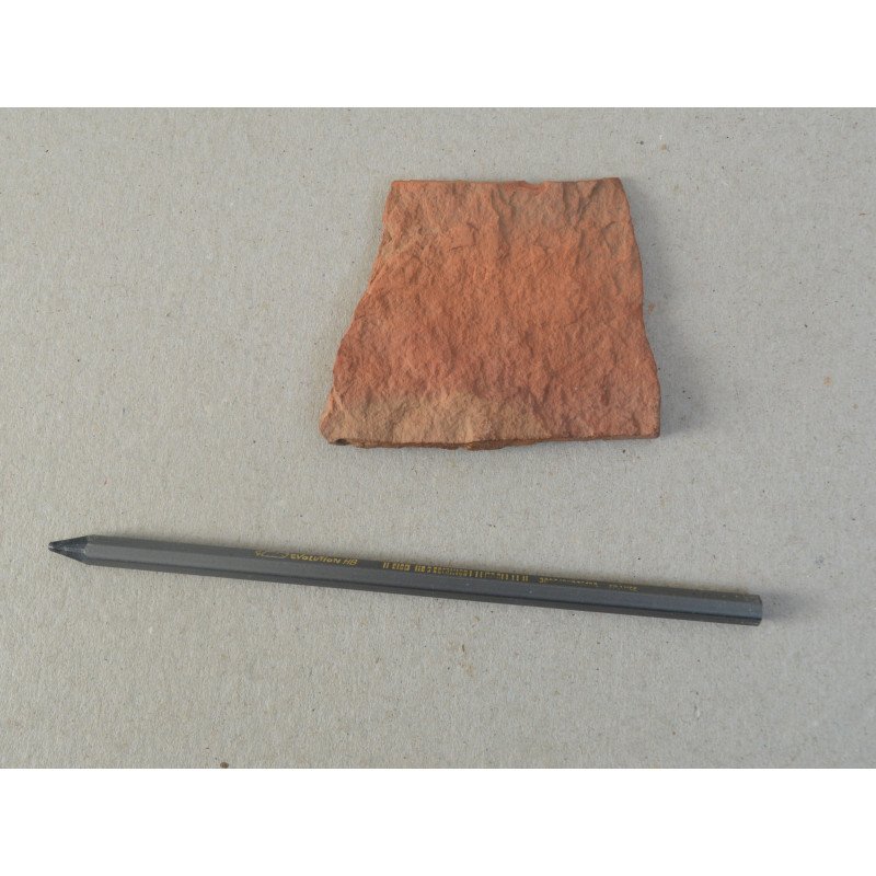 Fagus, fossil plant from the Pliocene