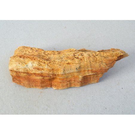 Araucarioxylon sp., petrified wood, Cretaceous