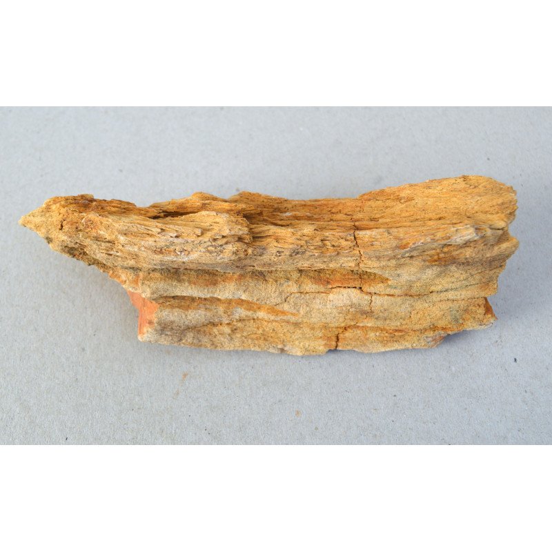 Araucarioxylon sp., petrified wood, Cretaceous
