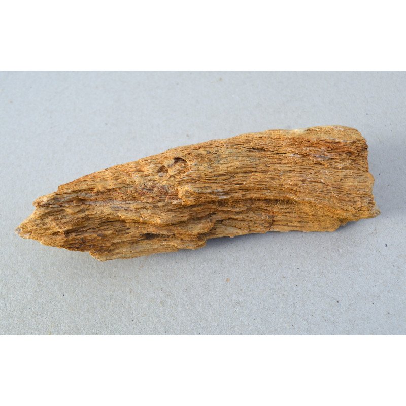Araucarioxylon sp., petrified wood, Cretaceous