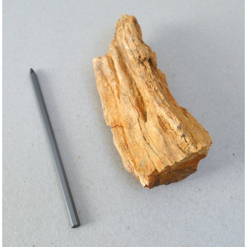 Araucarioxylon sp., petrified wood, Cretaceous