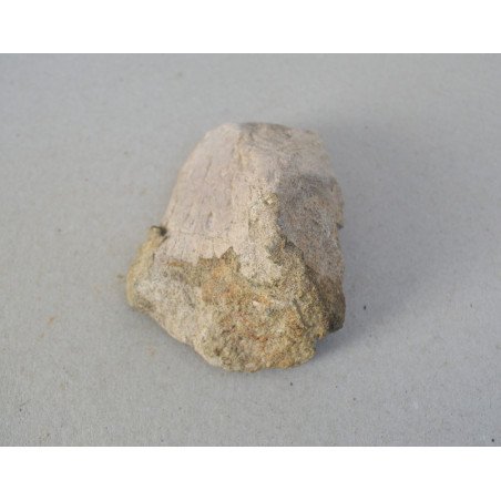 Dinosaur bone, Cretaceous