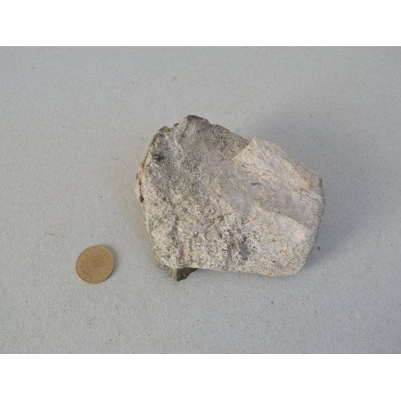 Dinosaur bone, Cretaceous