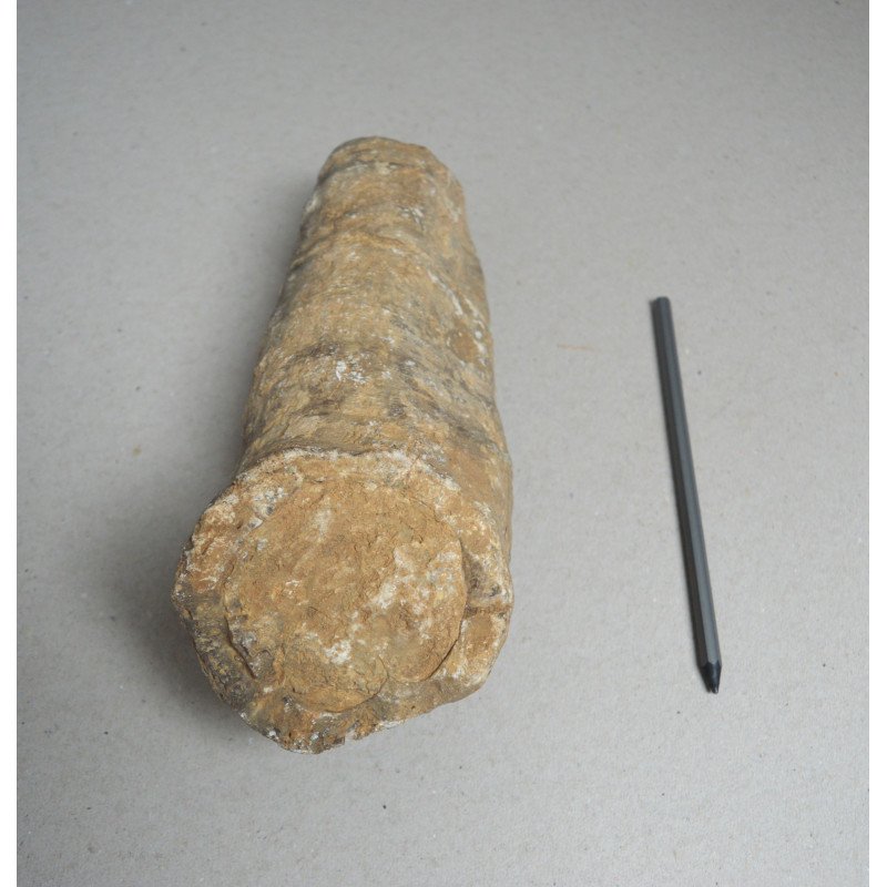 Hippurites sp., fossil from the Cretaceous...