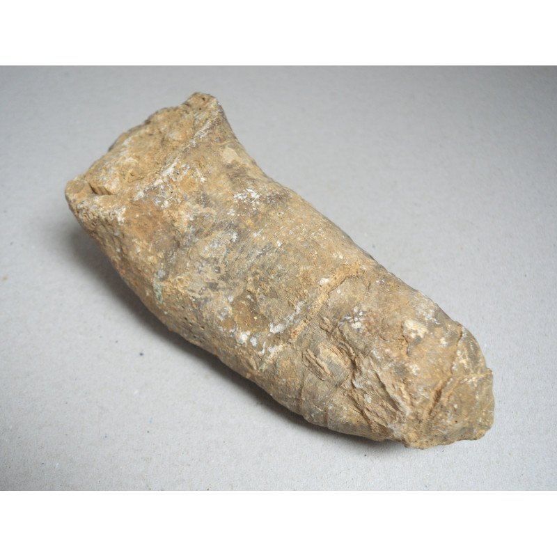 Hippurites sp., fossil from the Cretaceous...