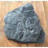 Pecopteris plante fosile din Carbonifer
