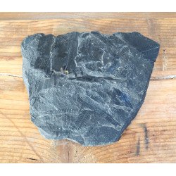 Pecopteris plante fosile din Carbonifer