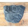 Pecopteris plante fosile din Carbonifer