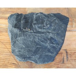 Pecopteris plante fosile din Carbonifer