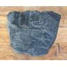 Pecopteris plante fosile din Carbonifer