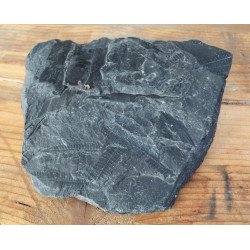 Pecopteris plante fosile din Carbonifer