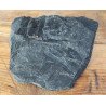 Pecopteris plante fosile din Carbonifer