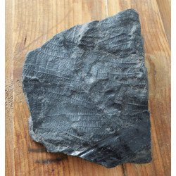 Pecopteris plante fosile din Carbonifer