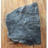 Pecopteris plante fosile din Carbonifer