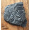 Pecopteris plante fosile din Carbonifer