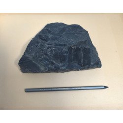Pecopteris plante fosile din Carbonifer