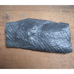 Sigillaria trunk, fossil plant from the Carboniferous 2