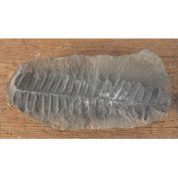 Pecopteris villosa, fossil plant from the Carboniferous