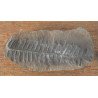 Pecopteris villosa planta fosila din Carbonifer