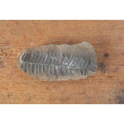 Pecopteris villosa planta fosila din Carbonifer