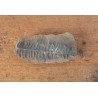 Pecopteris villosa planta fosila din Carbonifer