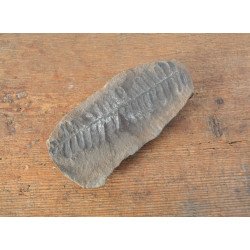 Pecopteris villosa planta fosila din Carbonifer
