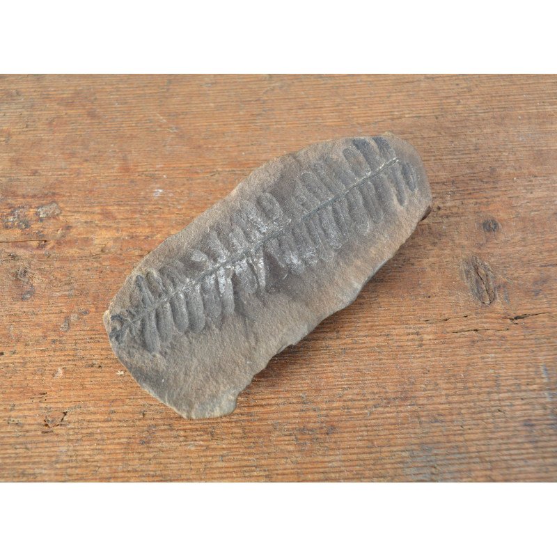 Pecopteris villosa, fossil plant from the...