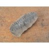 Pecopteris villosa planta fosila din Carbonifer