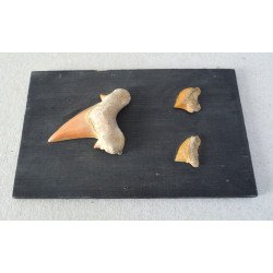 Dinti de rechin Cretacic Maroc