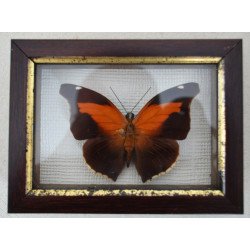 "Historis odius" butterfly, Peru