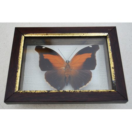 "Historis odius" butterfly, Peru