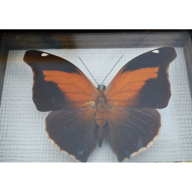 "Historis odius" butterfly, Peru
