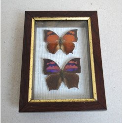 Anaea ryphea, Anaea nessus butterflies in a taxidermy...