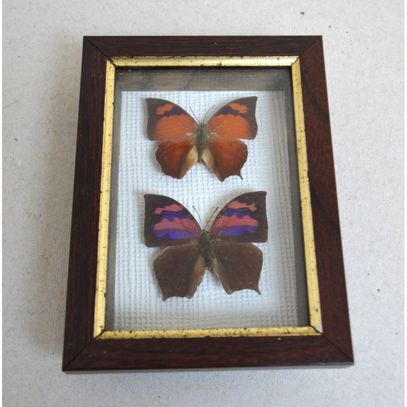 Anaea ryphea, Anaea nessus fluturi in caseton taxidermie