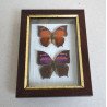 Anaea ryphea, Anaea nessus fluturi in caseton taxidermie