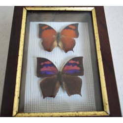 Anaea ryphea, Anaea nessus fluturi in caseton taxidermie