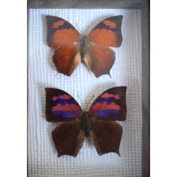 Anaea ryphea, Anaea nessus fluturi in caseton taxidermie