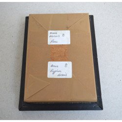 Anaea ryphea, Anaea nessus fluturi in caseton taxidermie