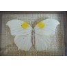 "Anteos clorinde" fluture in caseton taxidermie