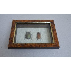 "Pseudotorynorrhina...