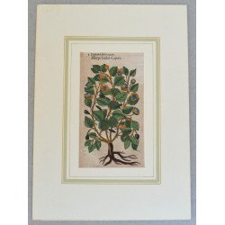 John Gerard "Capparis folio acuto" woodcut, 1597