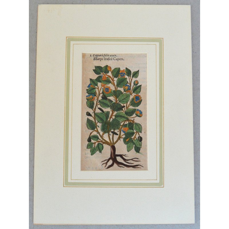 John Gerard "Capparis folio acuto" woodcut, 1597
