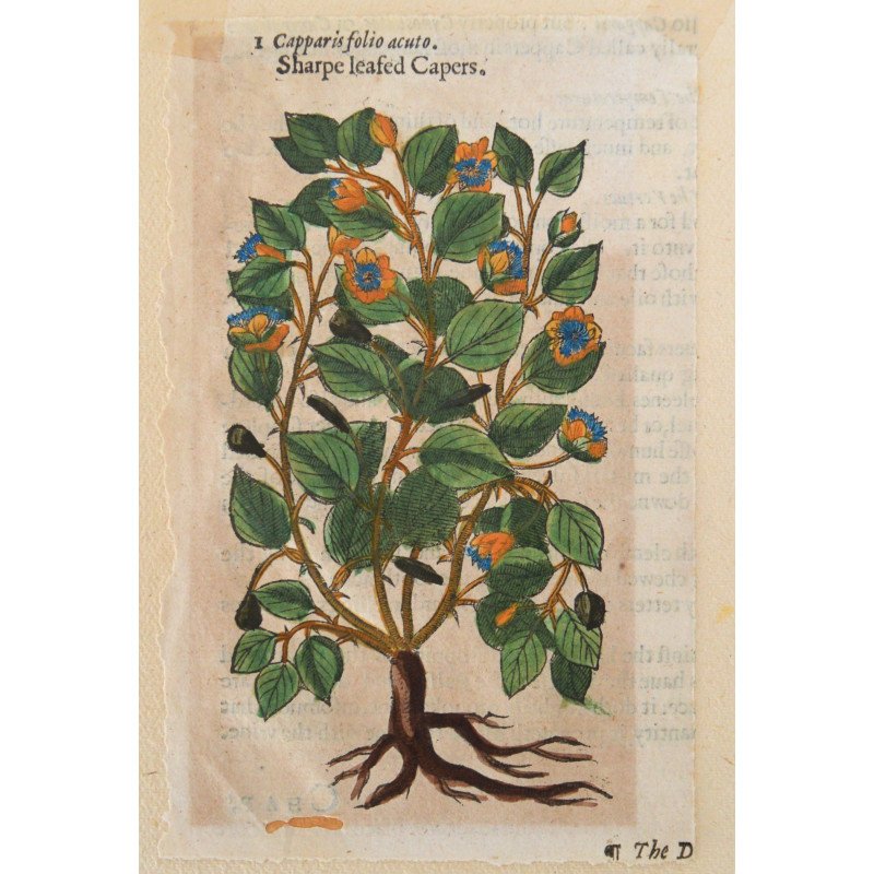 John Gerard "Capparis folio acuto" woodcut, 1597