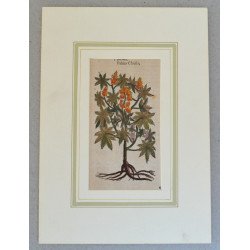 John Gerard "Ricinus"...