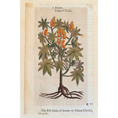 John Gerard "Ricinus" woodcut, 1597